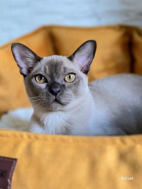 Коржик