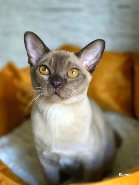 Коржик