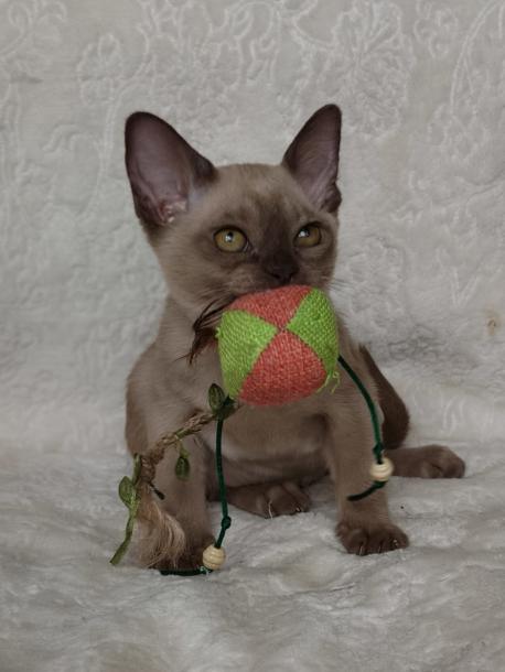 Happy Sign Cleopatra